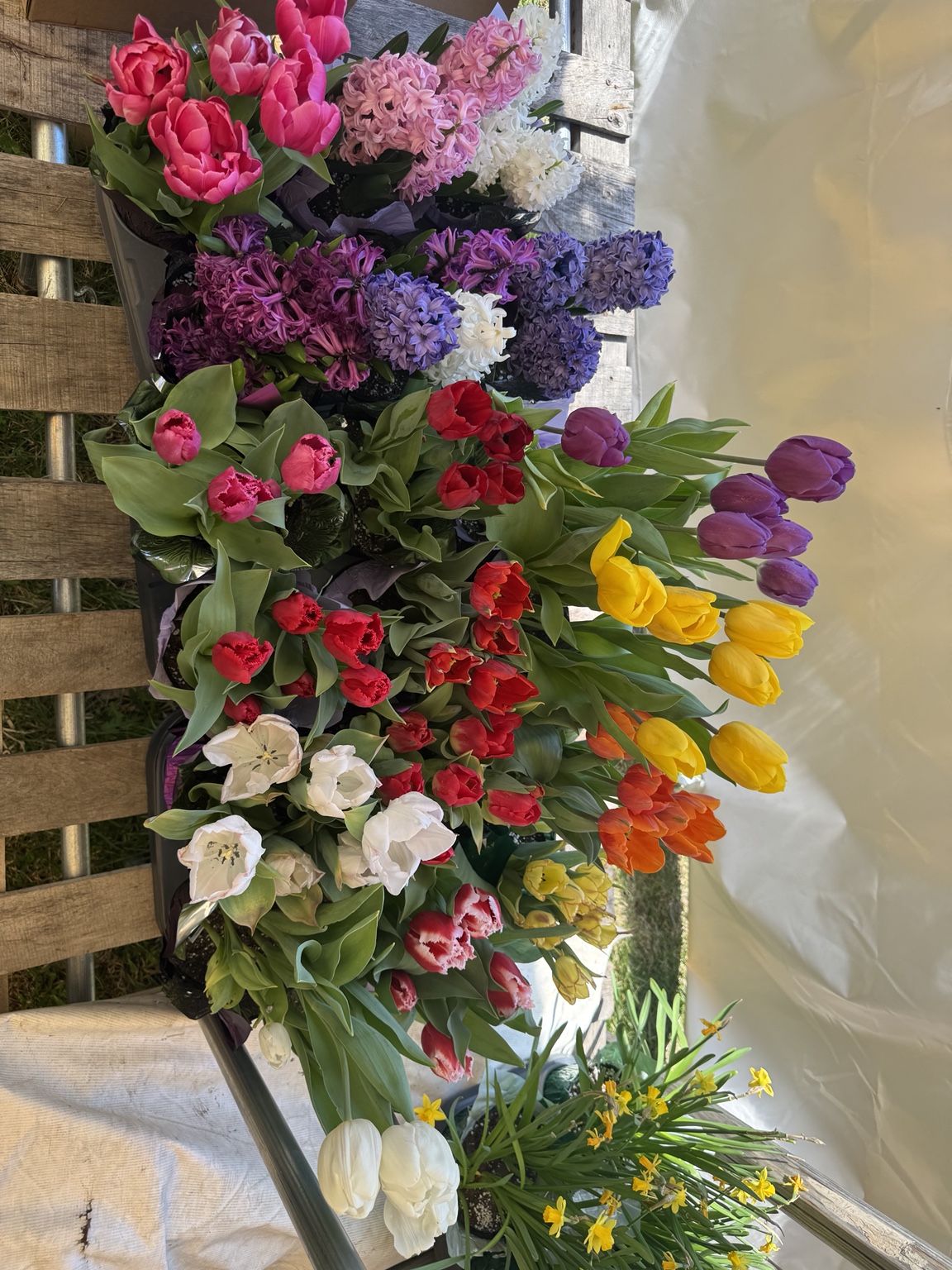 Tulips, hyacinths and daffodils at the tent