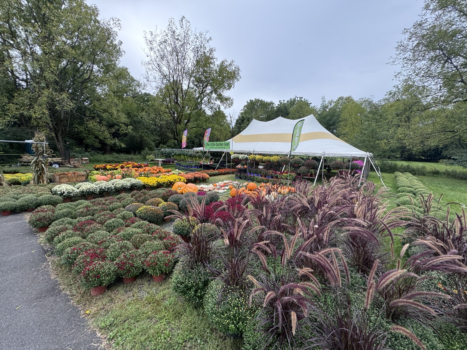 The tent surrounded by mums and pumpkins in fall